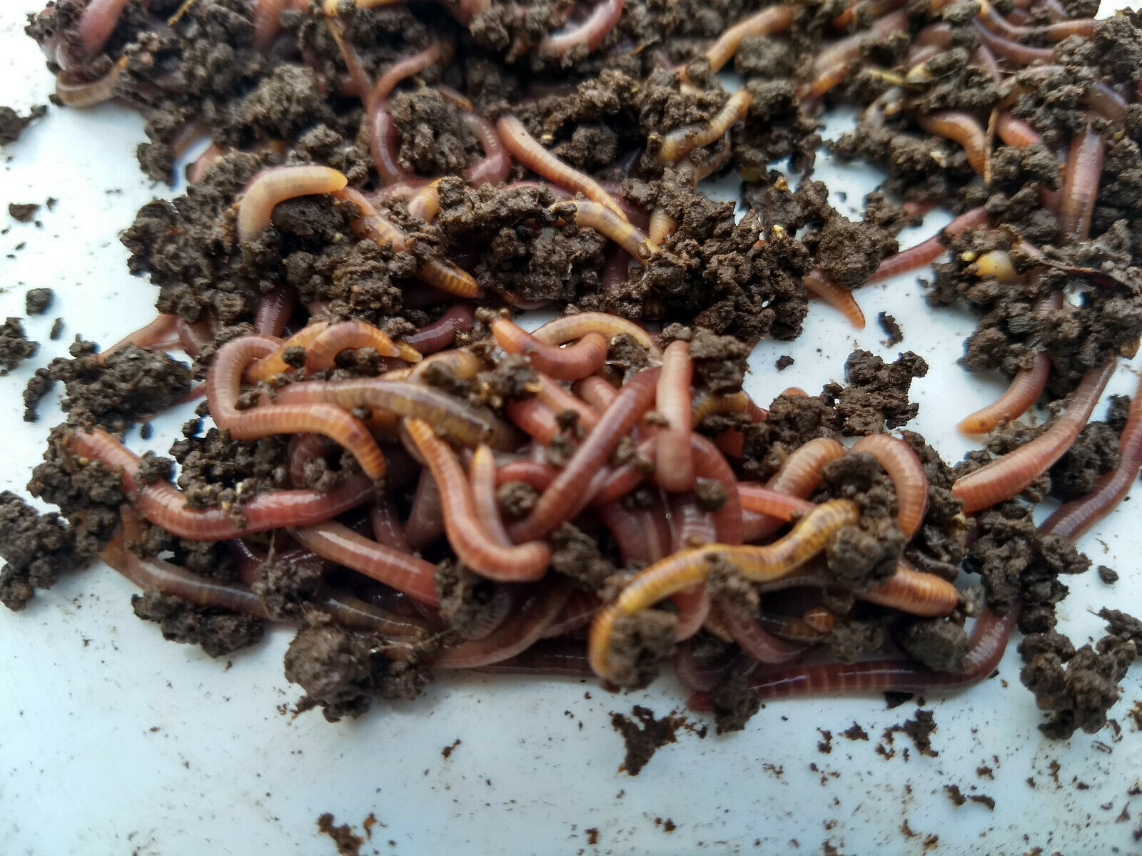 Red Wiggler Compost Worms - 1/2 Pound  500