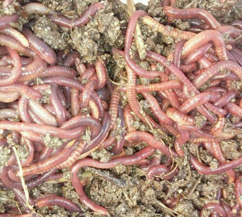 500 Live California Red Worms
