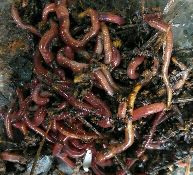 25+ Medium To Large Live Red Wiggler Worms.great For Composting&your Pet&fishing