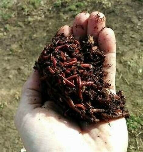 100+ Live Red Wigglers Composting Worms. (  Palmettowormfarms )